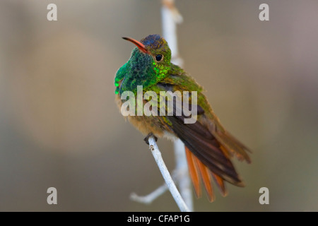 Buff-bellied hummingbird (Amazilia yucatanensis) perched on a branch in the Rio Grande Valley, Texas, USA Stock Photo