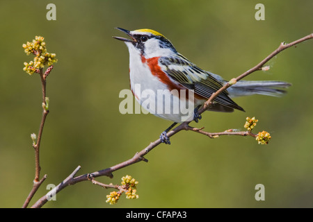 Chestnut-sided warbler (Dendroica pensylvanica) perched on a branch near Long Point, Ontario, Canada Stock Photo