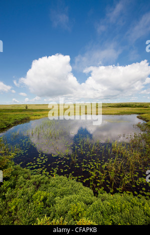 Yellow Pond-Lily (Nuphar lutea) in a pond in the Avalon Wilderness Area, Newfoundland and Labrador, Canada. Stock Photo