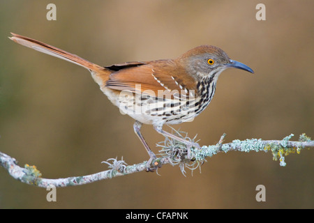 Long-billed thrasher (Toxostoma longirostre) perched on a branch in the Rio Grande Valley of Texas, USA