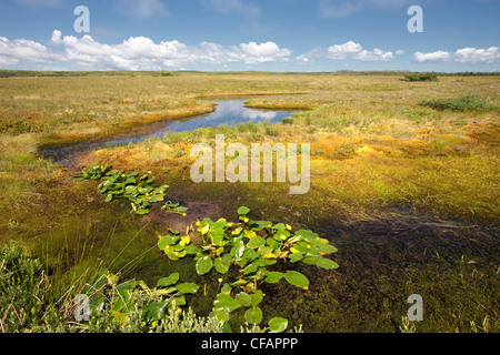 Yellow Pond-Lily (Nuphar lutea) in a pond in the Avalon Wilderness Area, Newfoundland and Labrador, Canada. Stock Photo
