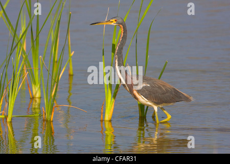 Tricolored heron (Egretta tricolor) wading in shallow water at Estero Llano Grande State Park in Texas, USA Stock Photo
