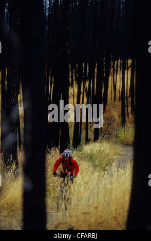 A woman on her mountain bike enjoying the trails in the burnt forest in Kelowna, British Columbia, Canada Stock Photo