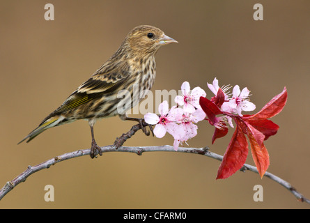 Pine siskin (Carduelis pinus) perched on flowering plum branch in Victoria, Vancouver Island, British Columbia, Canada Stock Photo