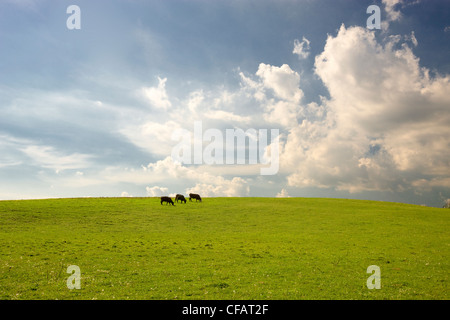 Cattle grazing in a field, Sidney, Ontario, Canada. Stock Photo