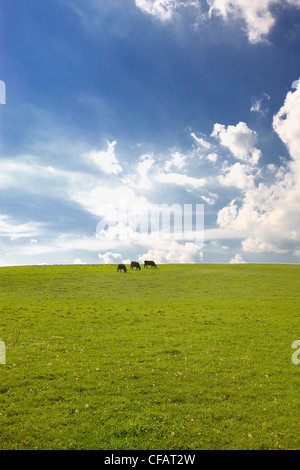 Cattle grazing in a field, Sidney, Ontario, Canada. Stock Photo