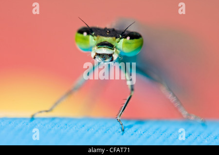 Close-up of dragonfly with mouth open Stock Photo