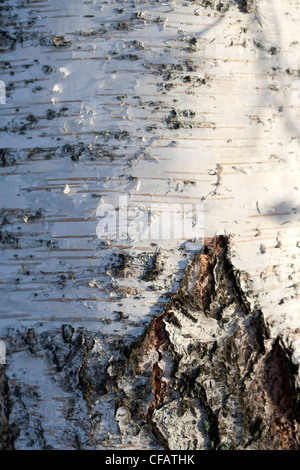 Silver Birch (Betula pendula f dalecarlica) Stock Photo