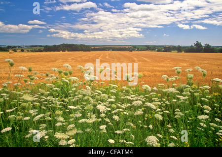 Queen Anne's Lace (Daucus carota) with hay field in the background, Kingston, Prince Edward Island, Canada. Stock Photo