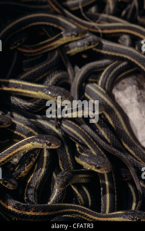 Mating ball of Red-sided garter snakes in spring coming out of hibernation near Inwood, Manitoba, Canada Stock Photo