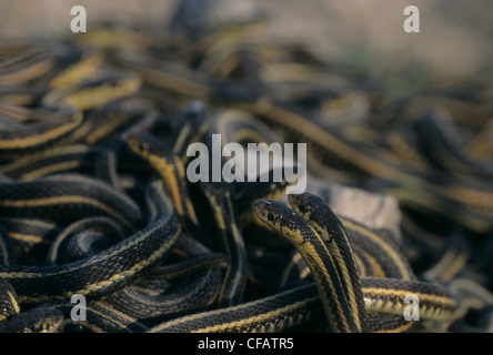 Mating ball of Red-sided garter snakes in spring coming out of hibernation near Inwood, Manitoba, Canada