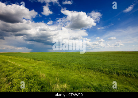 Storm clouds gathering over a field near, Brooks, Alberta, Canada. Stock Photo