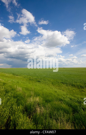 Storm clouds gathering over a field near, Brooks, Alberta, Canada. Stock Photo