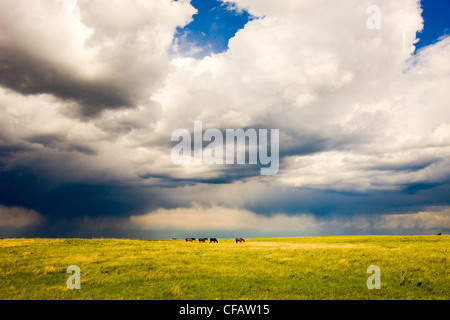 Horses grazing with storm clouds overhead near Brooks, Alberta, Canada. Stock Photo