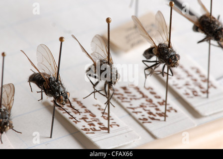 Flies, insects, insect collection, preparation, entomology, needle, Pin, science, biology Stock Photo