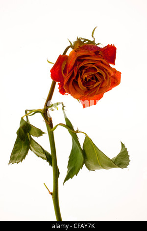 Rose against white background Stock Photo