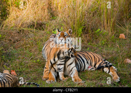 Bengal Tiger mother with cubs, Bandhavgarh National Park, Madhya Pradesh, India Stock Photo