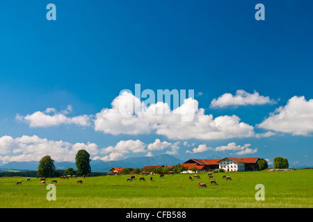 Europe, Germany, Bavaria, Upper Bavaria, Chiemgau, Traunstein, Kammer, Alterfing, rest, spare time, tourism, vacation, agricultu Stock Photo