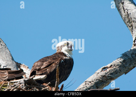 osprey in florida Stock Photo