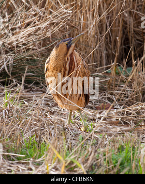 Bittern in a reed bed Stock Photo - Alamy