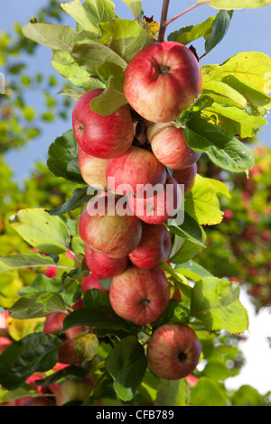 Apple trees, apple, agriculture, apple harvest, harvest, crop, apples, fruit juice, must, unfermented fruit juice, canton, Thurg Stock Photo