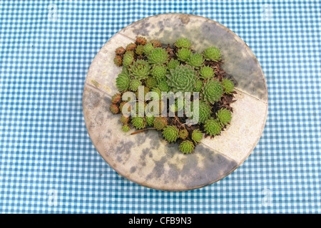 Succulents in metal bowl on oil-cloth checked tablecloth Stock Photo