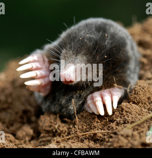 MOLE Common Mole (Talpa europaea) Common mammal but rarely seen, the mole spends most of its life below ground, working a series of tunnels which provide both shelter and access to a plentiful food supply. Stock Photo