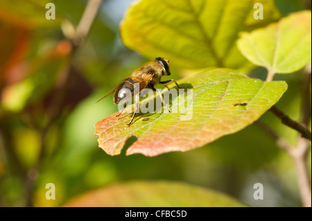 Hover Fly on a Leaf Close up Stock Photo