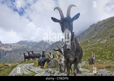 Canton, Ticino, Switzerland, Europe, Tessin, southern Switzerland, mountain, mountains, agriculture, animals, animal, nanny goat Stock Photo