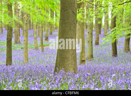 Bluebells in beech forest, Ashridge Wood, Buckinghamshire, UK Stock Photo