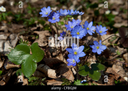 blue, beech, beech forest, spring, spring blossom, Hepatica nobilis, kidney wort, liverwort, natural forest, Schaffhausen, Thayn Stock Photo