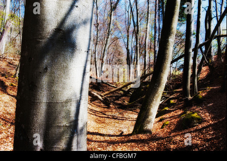 tree, bark, tree trunk, tree stem, beech, beech forest, Fagetum, Fagus silvatica, spring, grey, canton Bern, nature, natural for Stock Photo