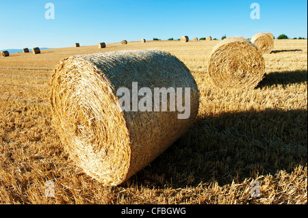 field, harvest, crop, Feld, cereal, corn, Hindelbank, canton Bern, agriculture, farming, round bale, Switzerland, stubble field, Stock Photo