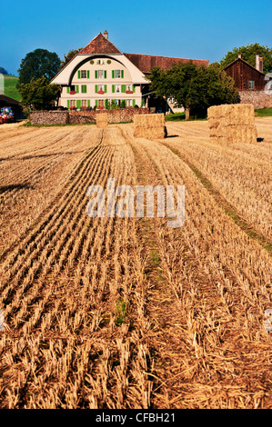 field, farmstead, farm, farmhouse, farm house, Burgdorf, Feld, cornfield, corn field, canton Bern, agriculture, farming, Lercheb Stock Photo