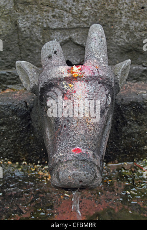 Gomukh (A cow's mouth made of stone) at Shri Koteshwar Temple Situated between Village Limb and Gove in Middle of River Krishna, Stock Photo