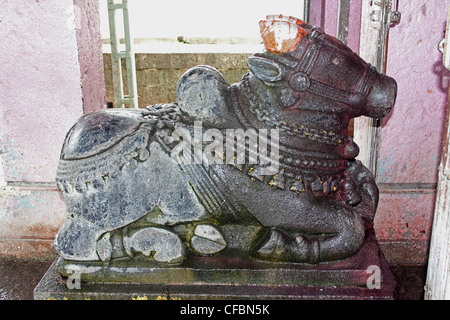 Nandi at Shri Koteshwar Temple Situated between Village Limb and Gove in Middle of River Krishna, Satara, Maharashtra, India Stock Photo