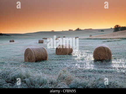 Round hay bales near Holland, Manitoba, Canada Stock Photo