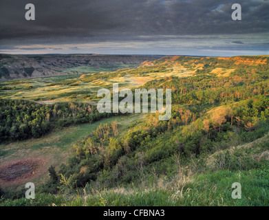 Dry Island Buffalo Jump Provincial Park, Alberta, Canada Stock Photo