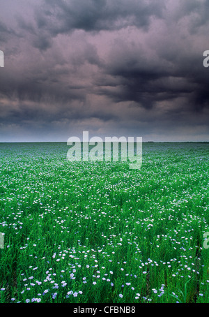 Flax field with storm clouds near Regina, Saskatchewan, Canada Stock Photo
