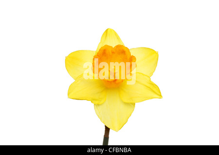 Single daffodil flower with yellow petals and an orange trumpet isolated against white Stock Photo