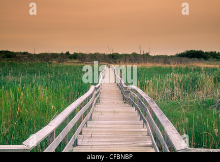 Boardwalk trail in Spruce Woods Provincial Park, Manitoba, Canada Stock Photo
