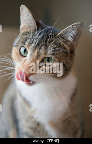 Domestic Cat, mixed-breed cat (British Shorthair and ...