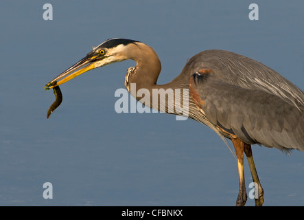 Great blue heron Ardeherodias catch its mouth Stock Photo