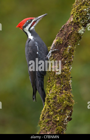 Male Pileated woodpecker on tree trunk at Victoria, Vancouver Island, British Columbia, Canada Stock Photo