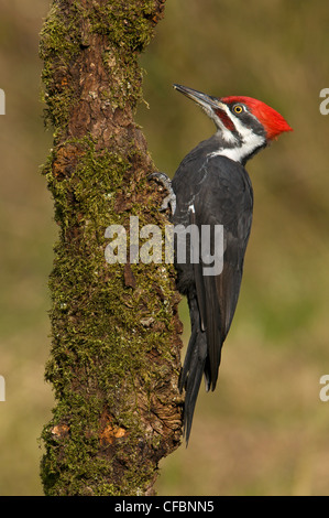 Male Pileated woodpecker on tree trunk at Victoria, Vancouver Island, British Columbia, Canada Stock Photo