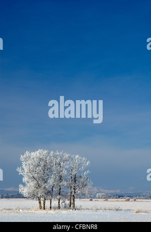 Frosted trees near Water Valley, Alberta, Canada Stock Photo