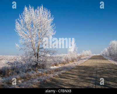 Hoar frost on trees and gravel road near Cochrane, Alberta, Canada Stock Photo