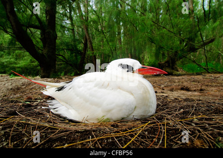 Incubating red-tailed tropicbird (Phaethon rubicauda), Midway Atoll, Hawaii Stock Photo