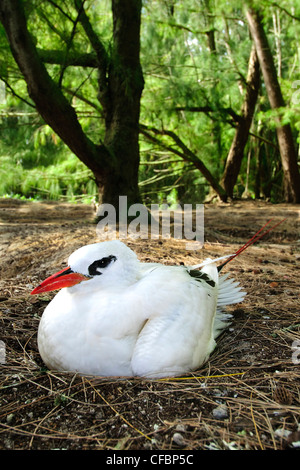 Incubating red-tailed tropicbird (Phaethon rubicauda), Midway Atoll, Hawaii Stock Photo