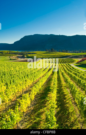 Blue Mountain Vineyard in fall, Okanagan Falls, Okanagan Valley, British Columbia, Canada Stock Photo